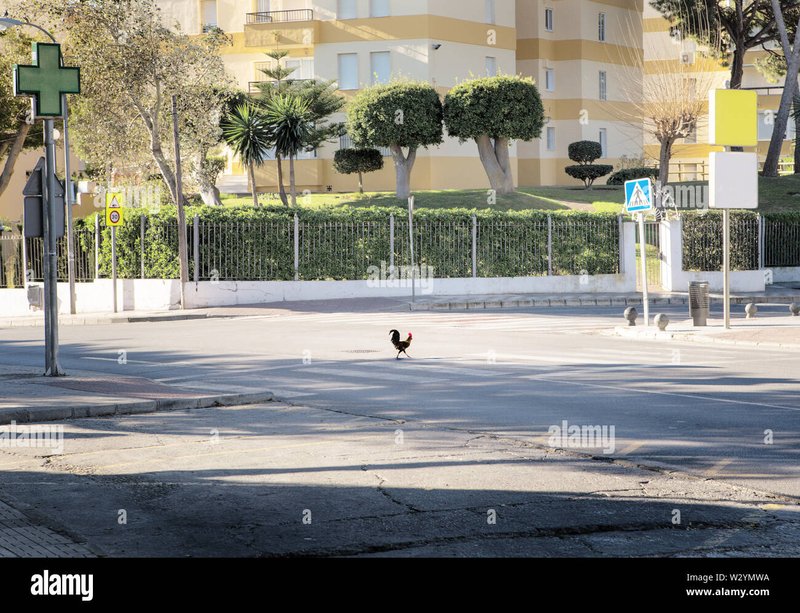 Descubre el Miedo a la Carretera de los Pollos en España in Spain